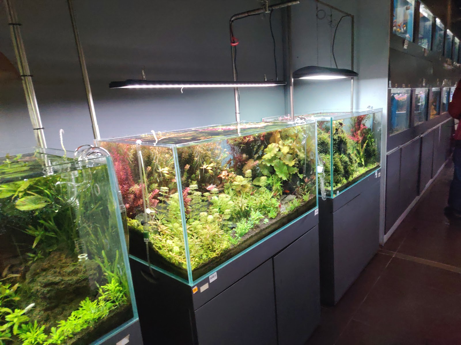 Aquascape Paradise 7