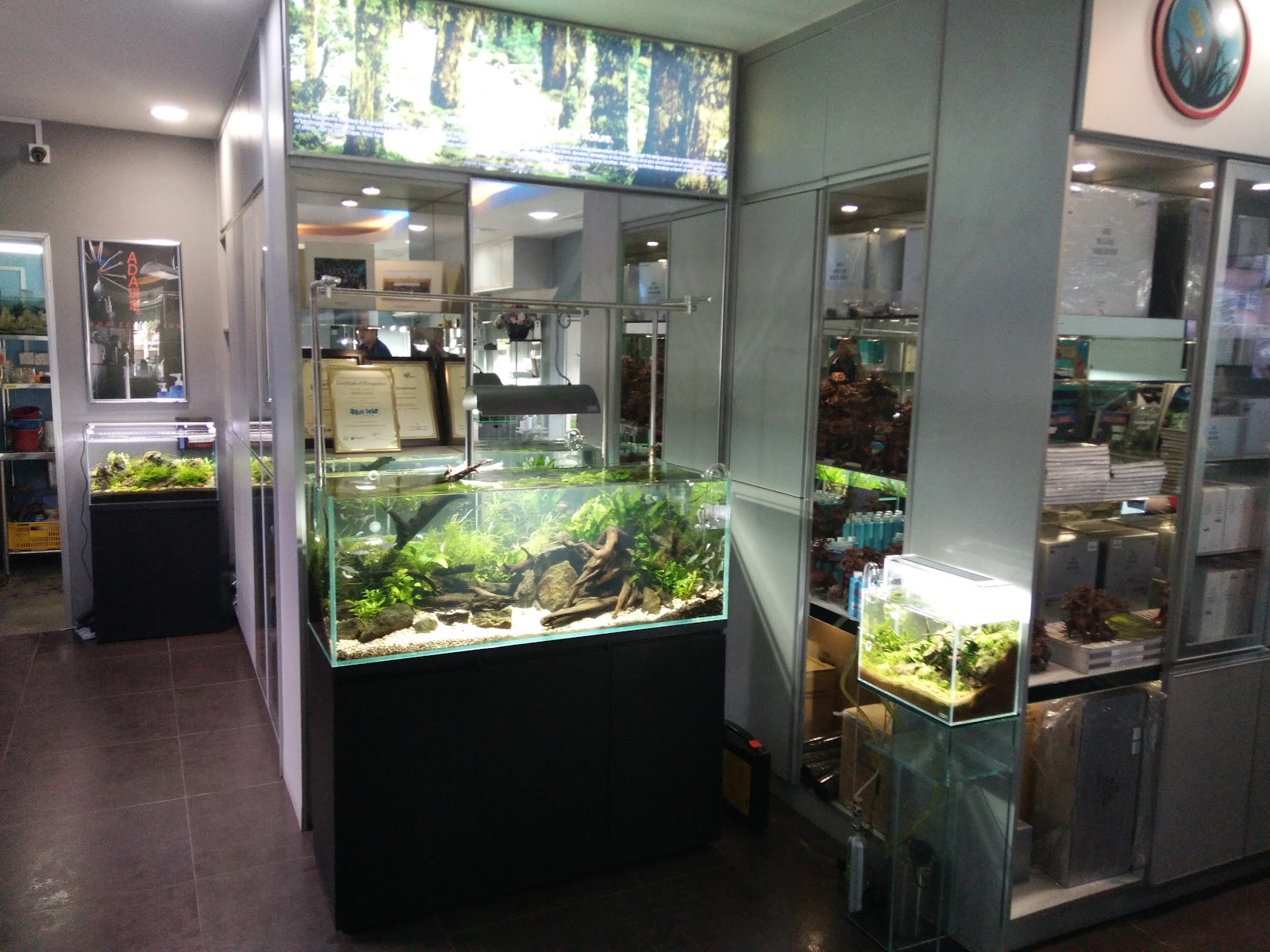 Aquascape Paradise 8