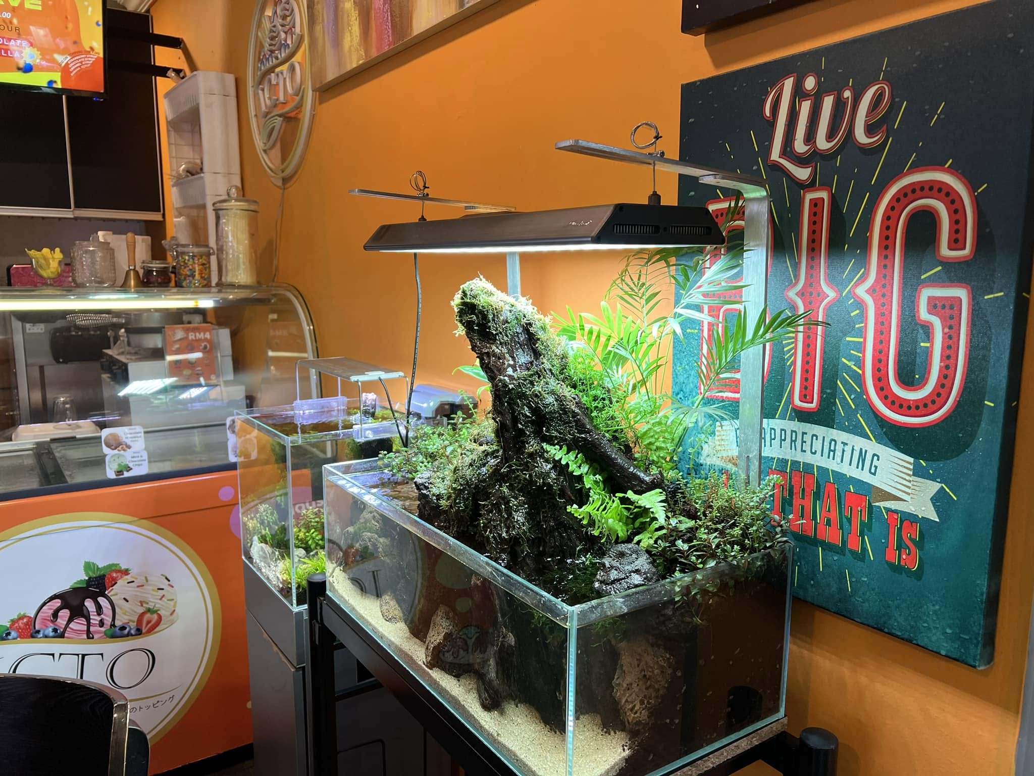 Aquascape Paradise 9